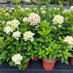 Hortenzia metlinatá (Hydrangea paniculata) ´MAGICAL CANDLE´® - výška 30-40 cm, kont. C2L